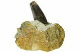 Serrated Tyrannosaur Tooth In Rock - Two Medicine Formation #145027-3